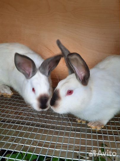 Калифорнийские кролики