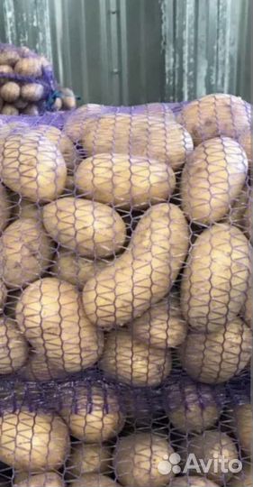 Картофель Королева Анна