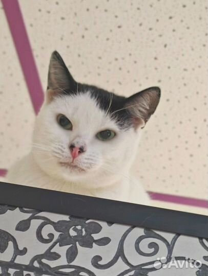 Кошечка с изюминкой