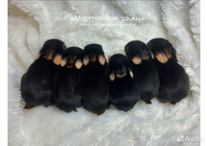 Декоративные крольчата огневки из питомника