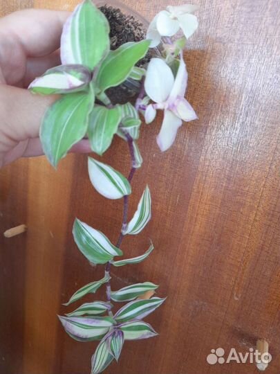 Церопегия Вуди,коллизия,рео,традесканция