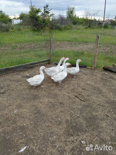 Гуси и утки, гусята