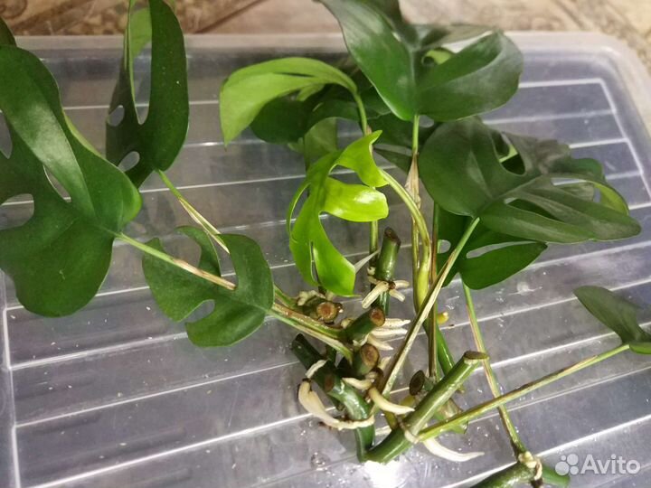 Монстера Минима Рафидофора