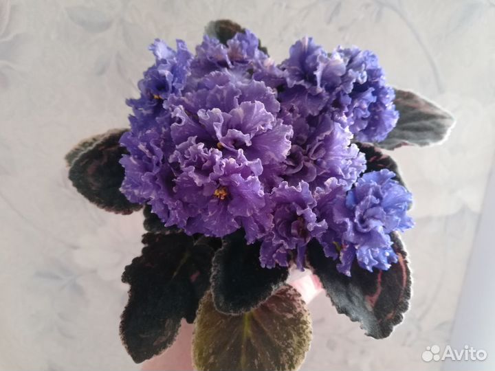 Фиалки. Пермь, Ферма, Горный, Фролы