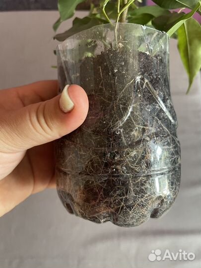 Фикус бенджамина