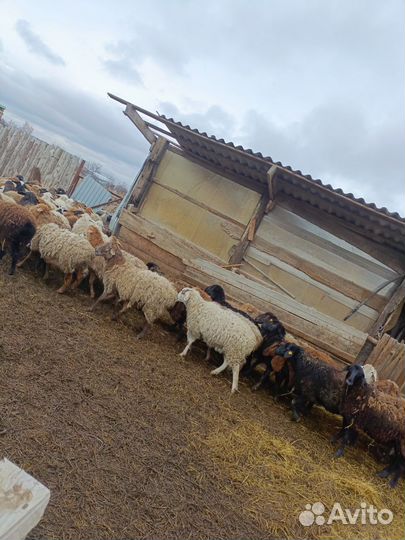 Овцы бараны