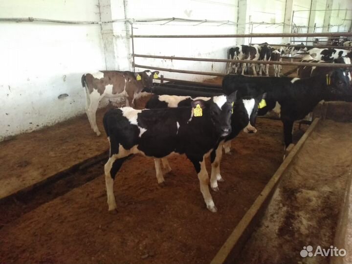 Телята мясной породы бычки