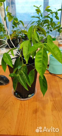 Клементин Амоа 8