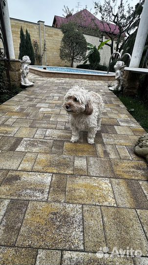 Тротуарная плитка брусчатка 100.200.60 серая