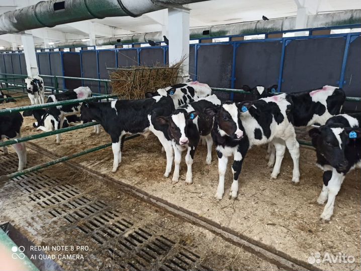 Бычки и телята