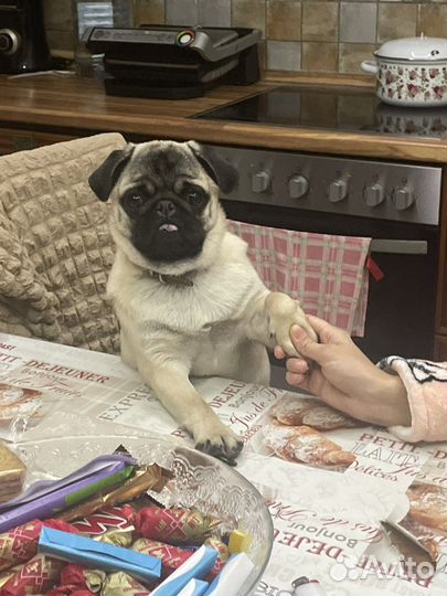 Мопс вязка мальчик