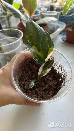 Филодендрон вайт кнайт