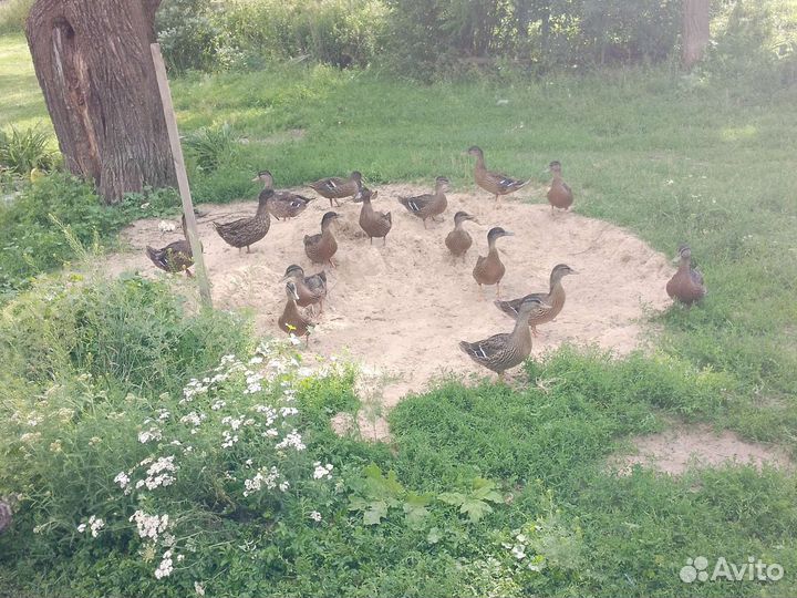 Подсодные утки