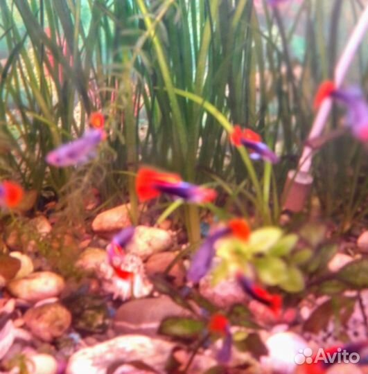 Гуппи Кои смокинг Тукседо