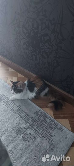 Трехцветная кошка