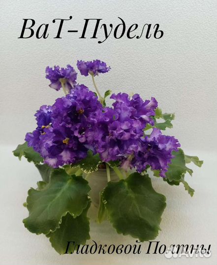 Фиалки черенки