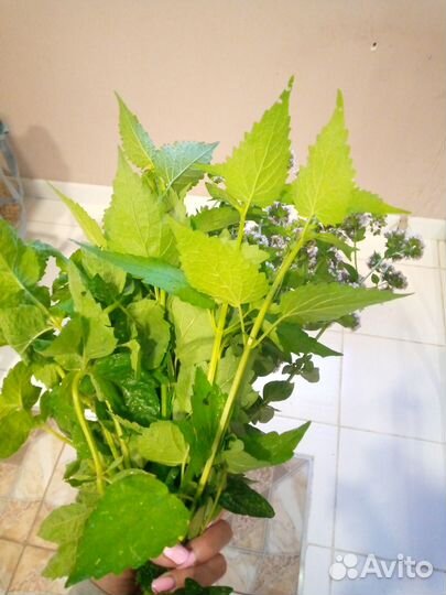 Ароматный букет в чай