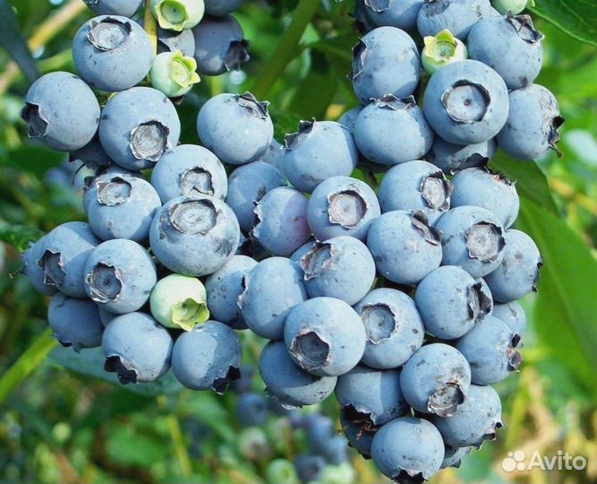 Голубика сорт Блюкроп