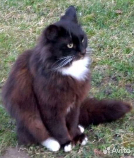 Кошечки сироты