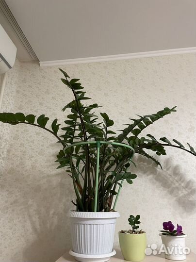 Замиокулькас (долларовое дерево)