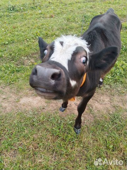 Корова стельная дойная