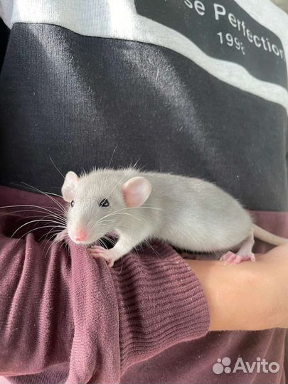 Крыса дамбо