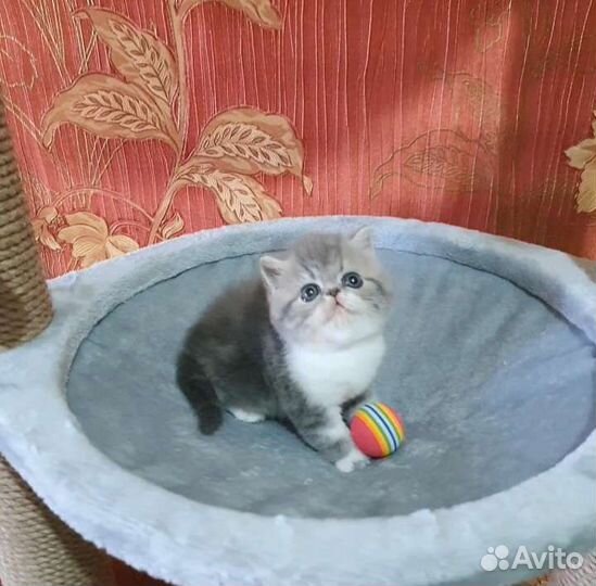 Экзотическая Принцесса в резерве