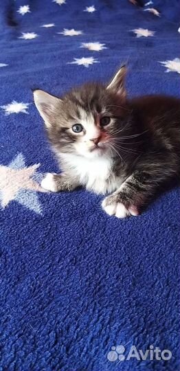 Котята мейкун