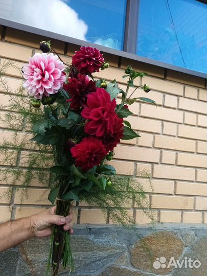 Ромашка аптечная(для использования)