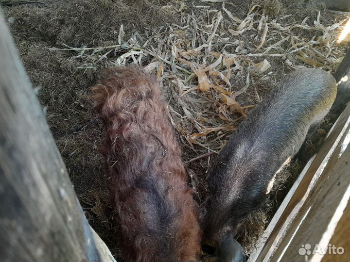 Свиноматка венгерская мангалица