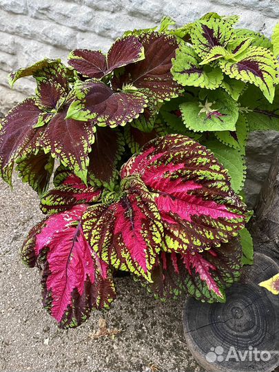 Растения для сада и дома