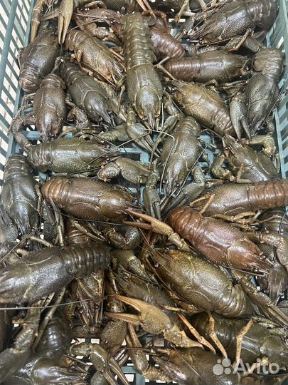 Живые раки с доставкой