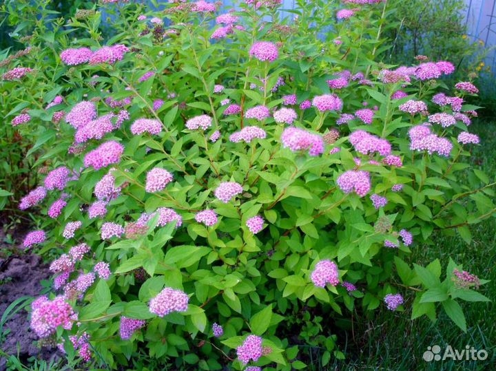 Саженцы лимонника, гортензий, клематисов