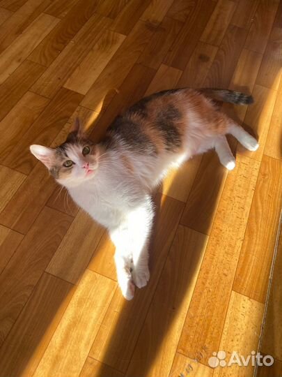 Кошка трехцветная