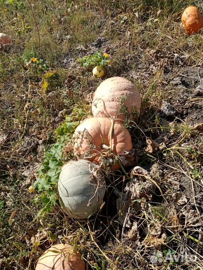 Тыква на корм животным