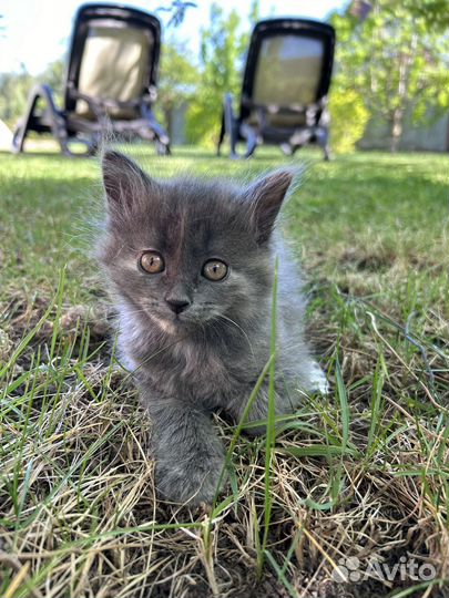 Котенок в добрые руки даром