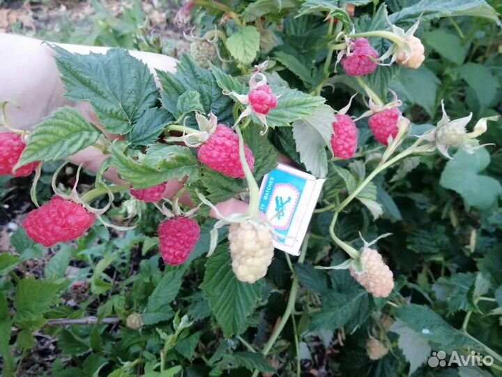 Малина без шипная, гордость России