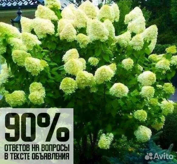 Гортензия. В розницу