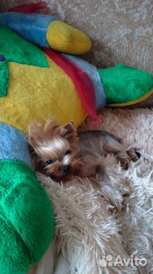 Йоркширский терьер мини беби фейс щенки