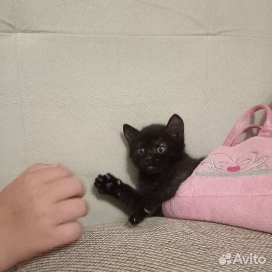 Черный котенок девочка