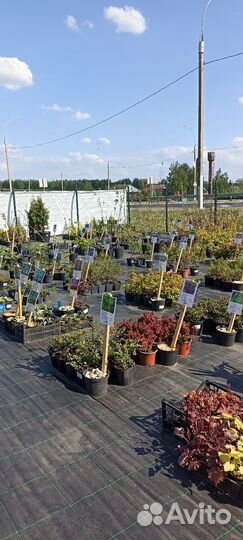 Тетерев-Сад