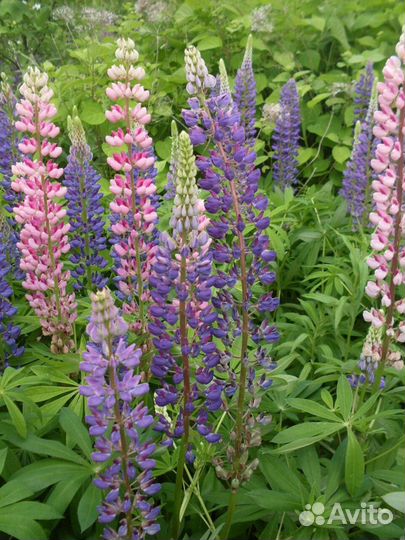 Рассада люпина