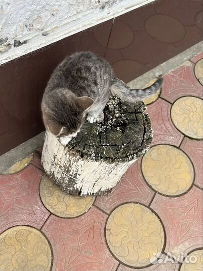 Отдам в ответственные руки