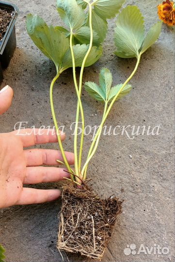 Рассада клубники alba