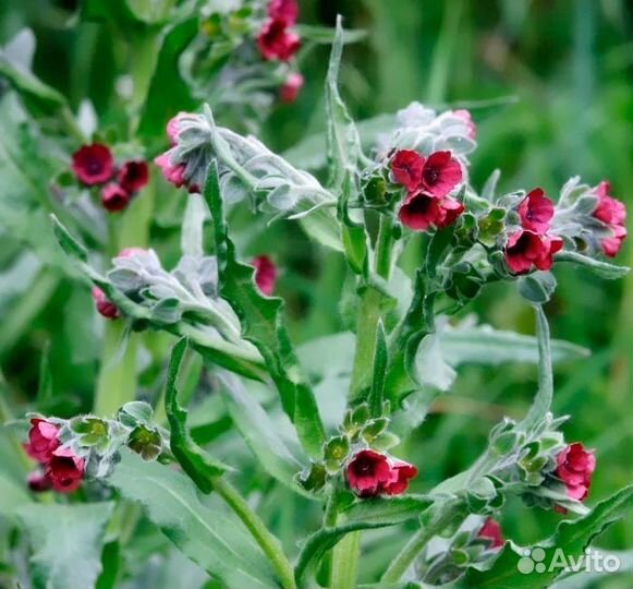 Набор трав для изготовления свечей