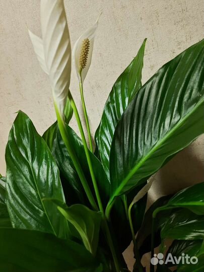 Спатифиллум Вивальди