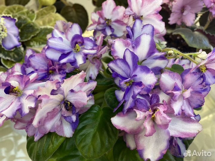 «фиалка на волге» широкий выбор фиалок