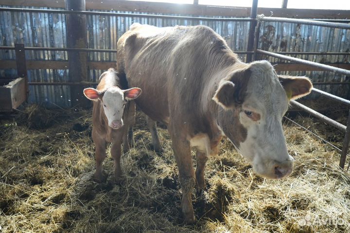 Коровы герефордской породы класса класса элита и э