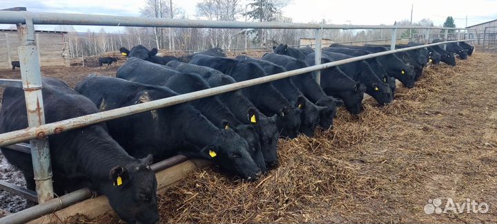 Телки Абердин Ангус