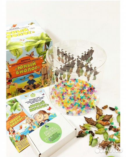 Живые бабочки с цветами